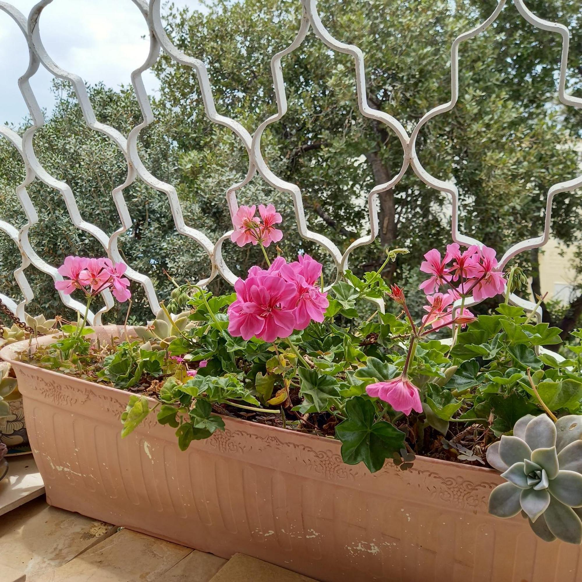 Stella Maris Hosting Apartman Haifa Kültér fotó